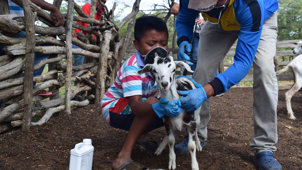 FAO's work with Wayuu communities included improving livestock techniques to keep goats - used for food in hunger emergencies - in better health (Credit: FAO Colombia)