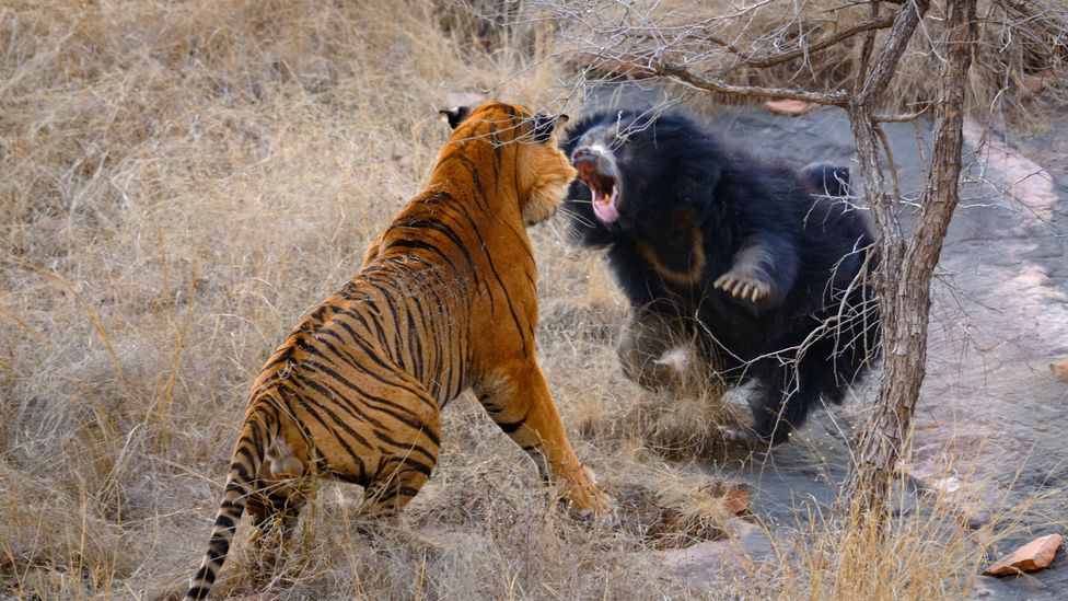 A mother sloth bear fights off a tiger in Ranthambore National Park, India. Both species are at high risk from roads, according to a recent study (Credit: A.Singh/Alamy)