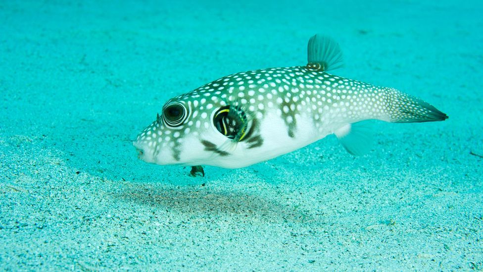 White-spotted pufferfish (Credit: Andrey Nekrasov/Getty Images)