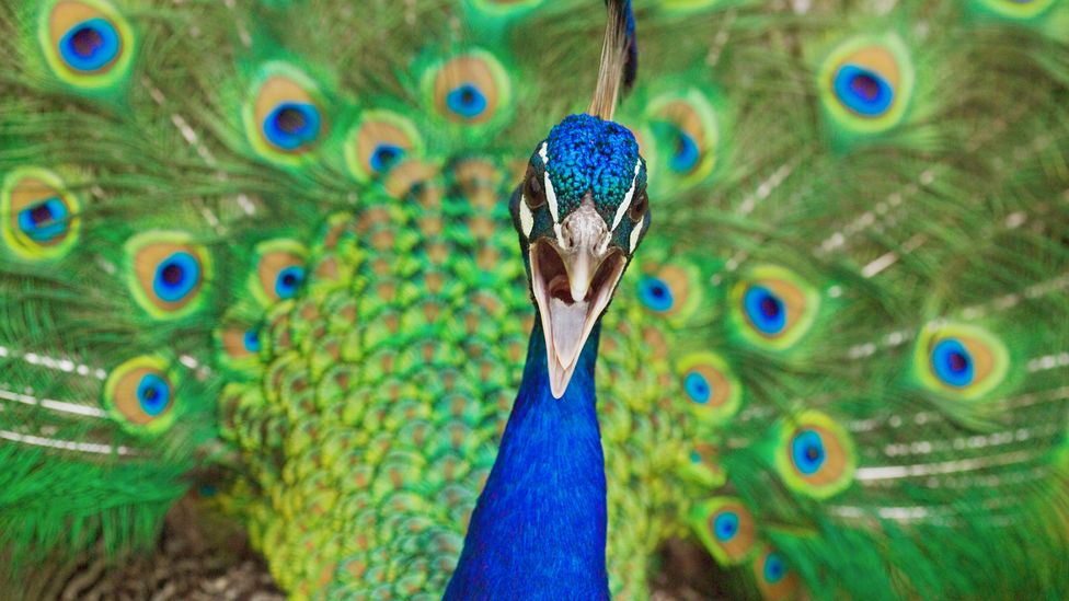 Peacock's tails may seem cumbersome, but they play a vital part in mating rituals (Credit: Georgette Douwma/Getty Images)