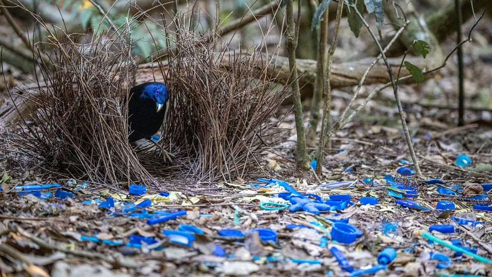 Bowerbirds with dull plumage tend to build more impressive collections, studies suggest (Credit: Samuel Moore/Getty Images)