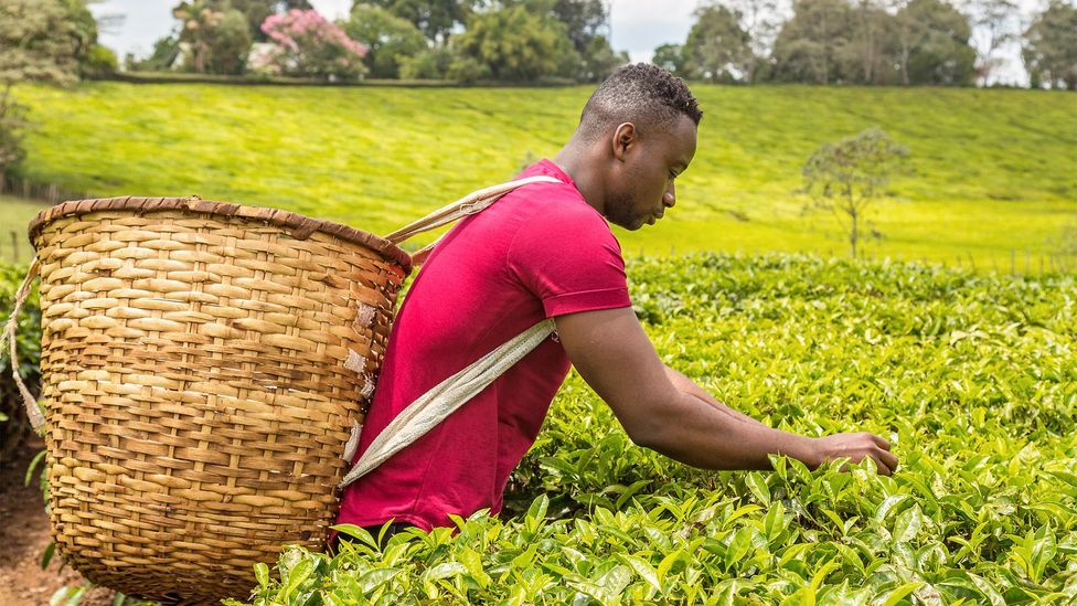 Malonga owns two farms where he grows fruit, vegetables and herbs (Credit: Meza Malonga)