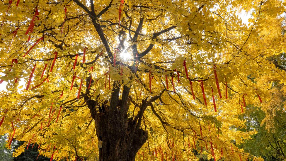 Gingko trees have barely changed since they first appeared on the planet 200 million years ago – but they happen to make remarkably good city residents (Credit: Getty Images)