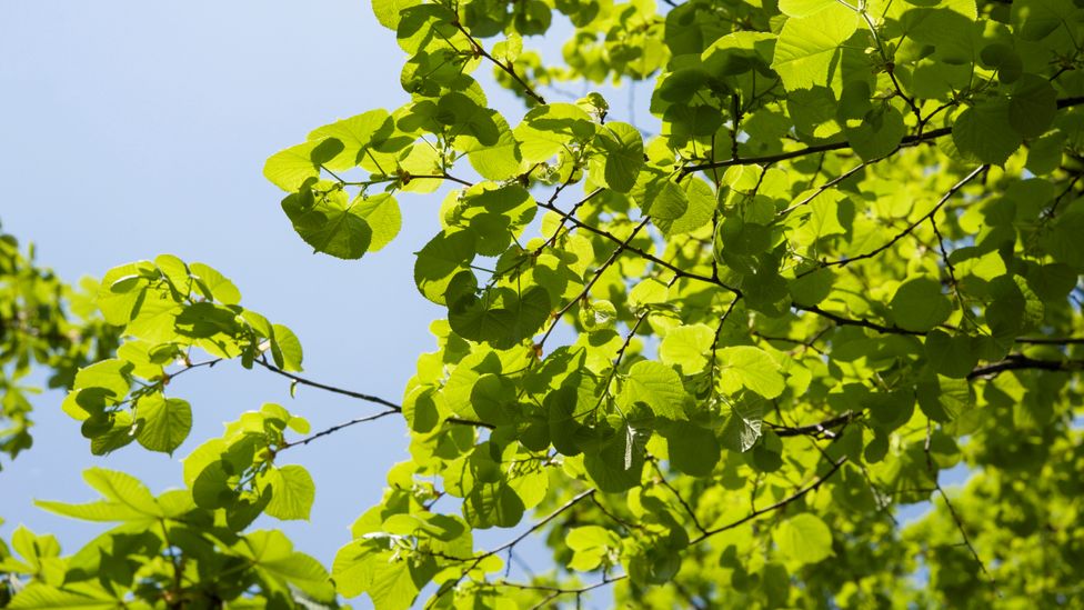 Cities tend to trap more heat than the surrounding countryside, forming "heat islands" – so the best city trees can withstand high temperatutes (Credit: Getty Images)