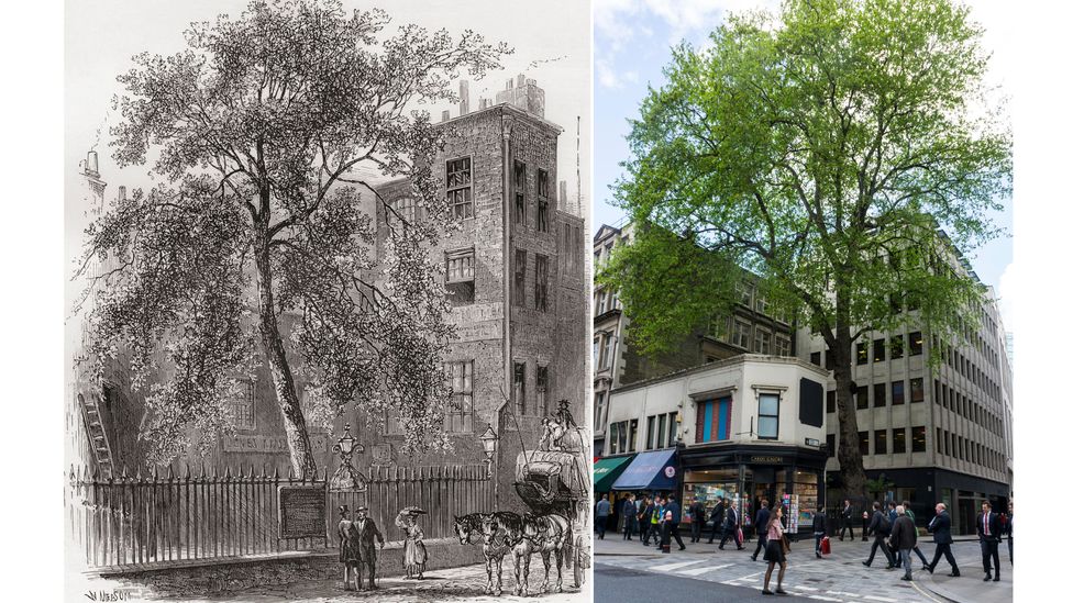 The Cheapside London plane tree has barely changed for hundreds of years (Credit: Alamy)