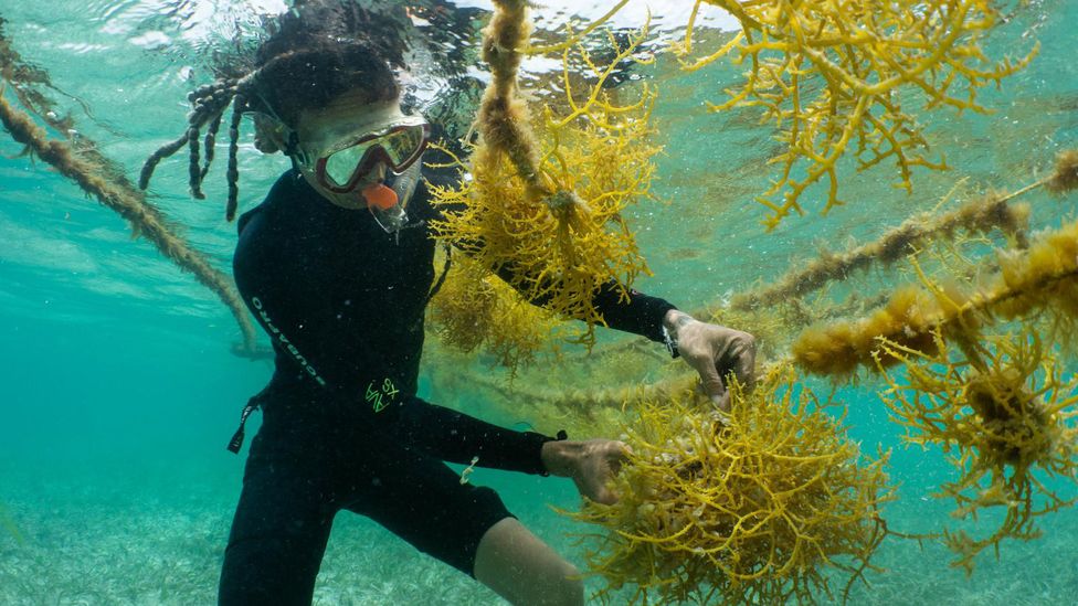Today, seaweed farming is seen as an alternative income source to fishing (courtesy of The Nature Conservancy)