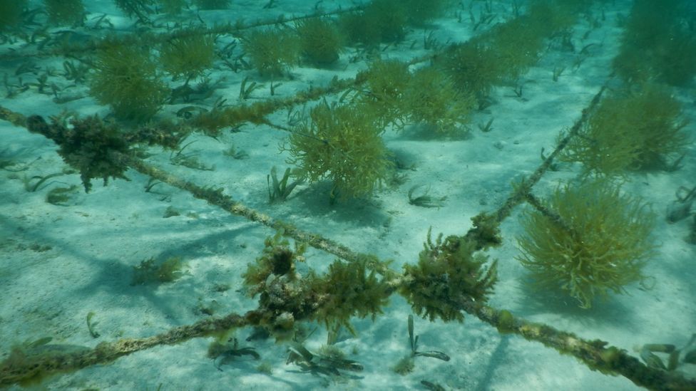 Placencia is well known for its sustainable seaweed farming initiatives (courtesy of The Nature Conservancy)