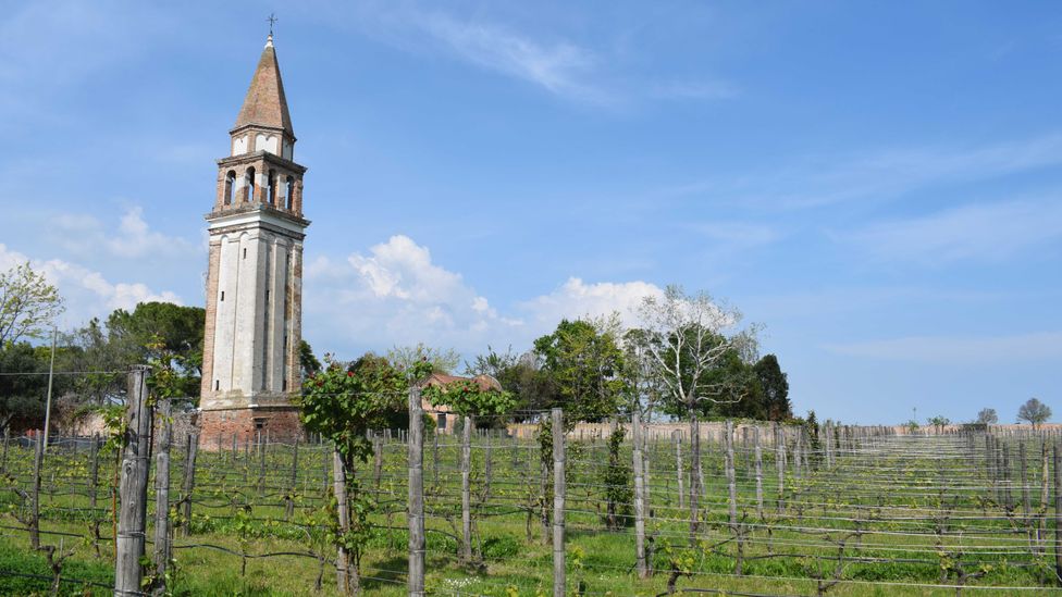 Venissa's vineyard is enclosed by ancient walls and towered over by a medieval bell tower (Credit: Daniel Stables)