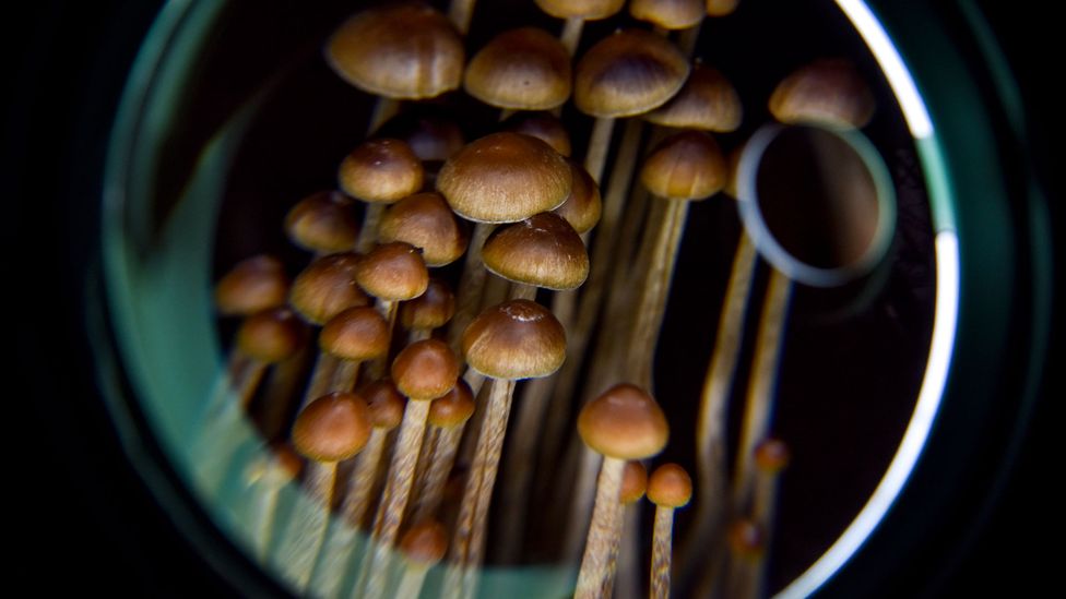 The key to psilocybin's effectiveness might lie in how it changes our "default mode network" (Credit: Getty Images)