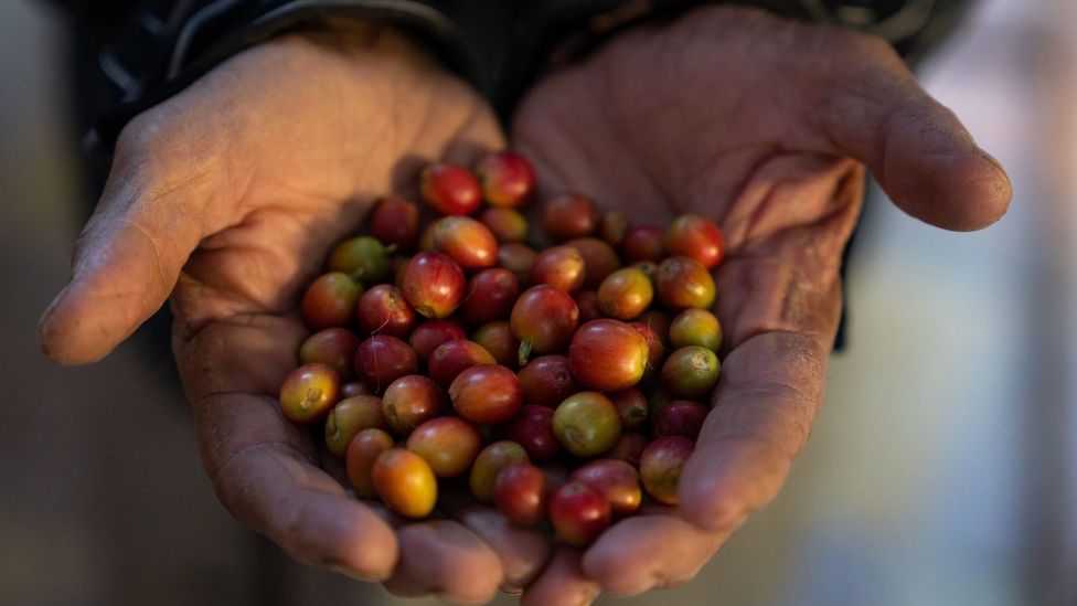 The goals of the Year of Saudi Coffee are to extend knowledge of Khawlani internationally and highlight the coffee rituals specific to Saudi Arabia (Credit: Matt Reichel)