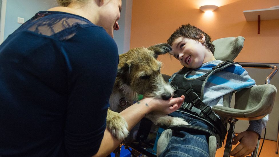 Фото: Getty Images Фото: Мальчик наслаждается сеансом терапии с собакой во Франции.