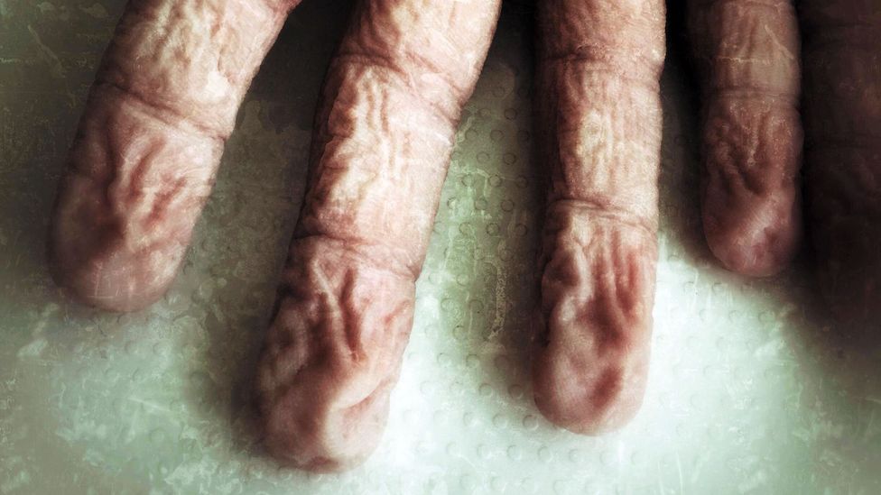After a few minutes in warm water, the skin on our fingertips wrinkles like a shrivelled prune (Credit: Neil Juggins/Alamy)