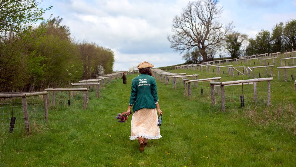 Activists are planting British heritage varieties of apples in community plots (Credit: Artistraw Cidery and Orchard)