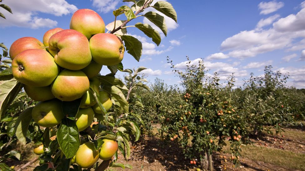 There are currently around 2,200 species of apple recorded in Britain's National Fruit Collection at Brogdale Farm in Kent (Credit: Maurice Crooks/Alamy) There are currently around 2,200 species of apple recorded in Britain's National Fruit Collection at Brogdale Farm in Kent (Credit: Maurice Crooks/Alamy)