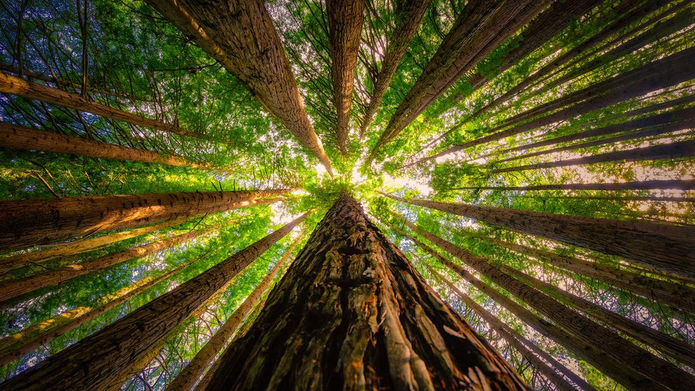 เรดวูดส์เป็นหนึ่งในต้นไม้ที่โดดเด่นที่สุดของอเมริกาเหนือ แต่ยังพบที่อื่นเช่นในป่าที่ปลูกในเมืองวิกตอเรีย ประเทศออสเตรเลีย (Credit: James Yu/Getty)