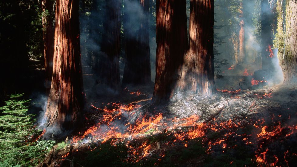 A controlled burn at the General Sherman tree in Sequoia National Park removes white firs and decayed matter without harming the sequoias (Credit: Raymond Gehman/Getty)