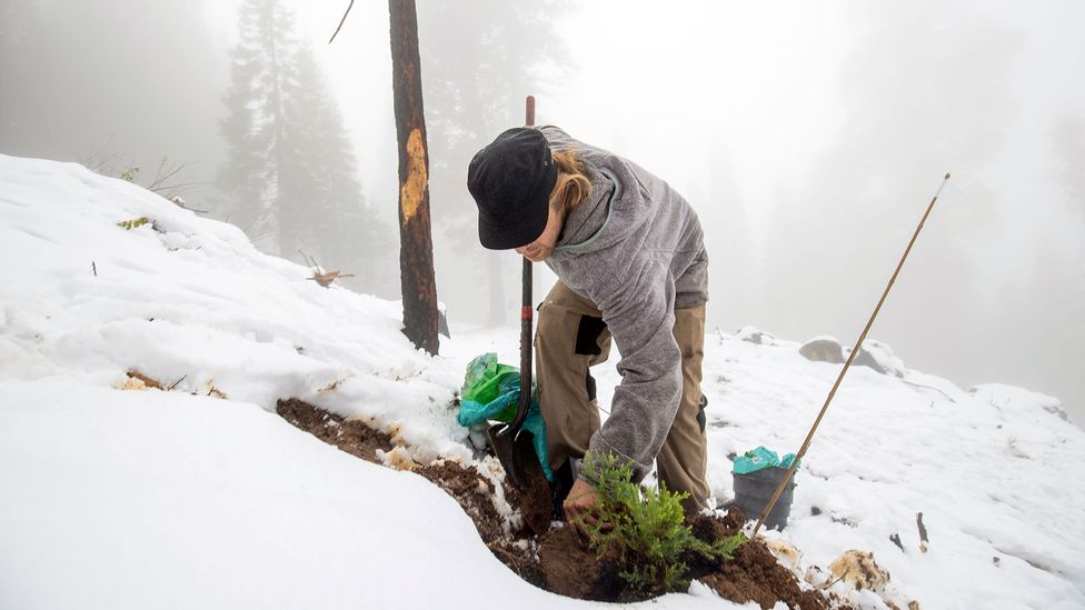 Jesse Ketchum from Archangel Ancient Tree Archive plants a sequoia (Credit: Ethan Swope)