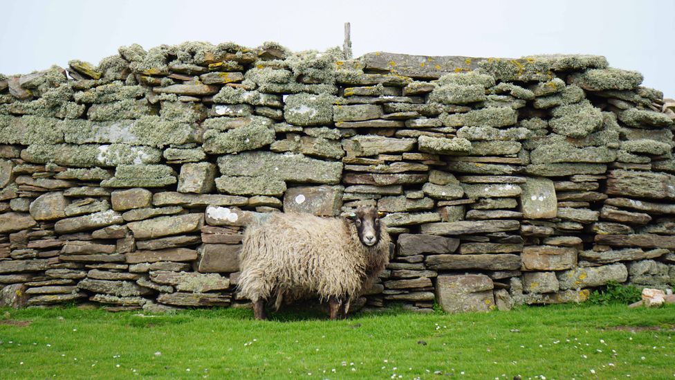 Due to their extreme isolation, North Ronaldsay sheep are genetically identical to their ancestors (Credit: Kirsten Henton)