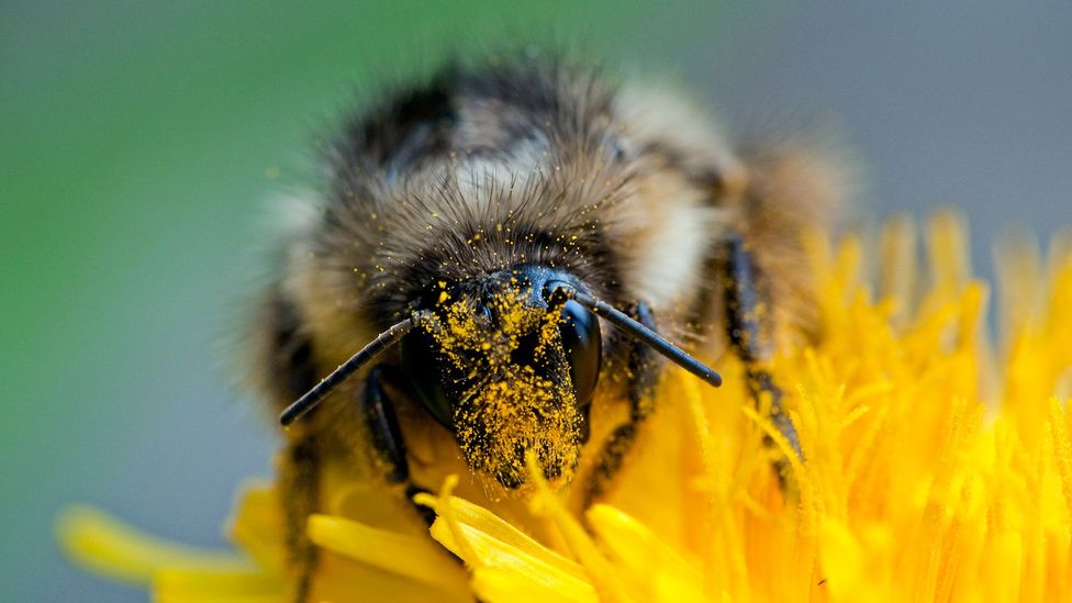 Plants rely on pollinators like bumblebees for fertilisation, but in extreme heat the pollen itself can become damaged (Credit: Ed Reschke/Getty Images)