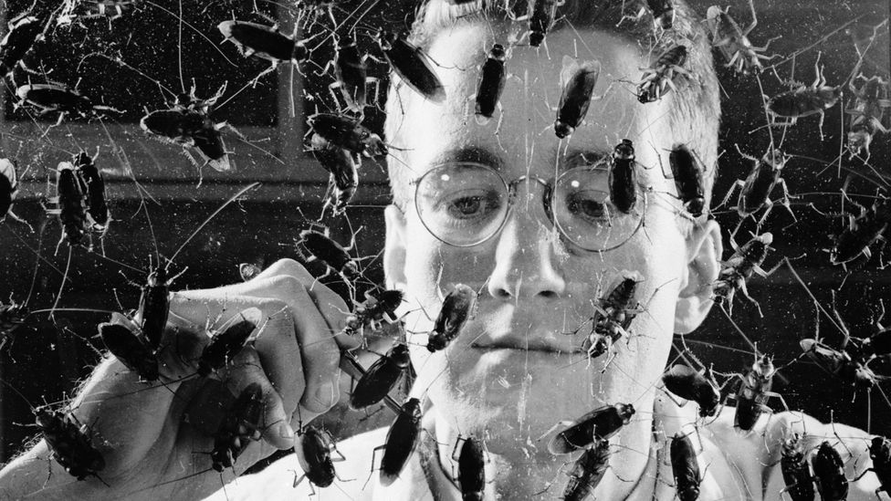 In the early 20th Century, insect intelligence became a source of scientific fascination (Credit: Getty Images)