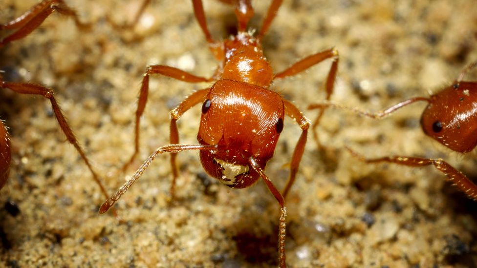 Pogonomyrmex californicus, the ant species witnessed by Shapley in Pasadena (Credit: Getty Images)