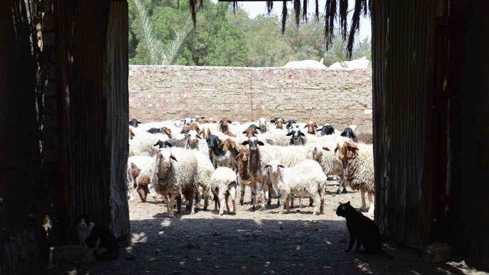 El Gouna Farm produces olive oil, dates, jojoba oil, wool and meat (Credit: Elise Morton)