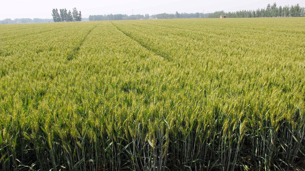 The second most planted wheat crop in China is the Luyuan 502 mutant variety that was created using space mutagenesis (Credit: Chinese Academy of Agricultural Sciences)