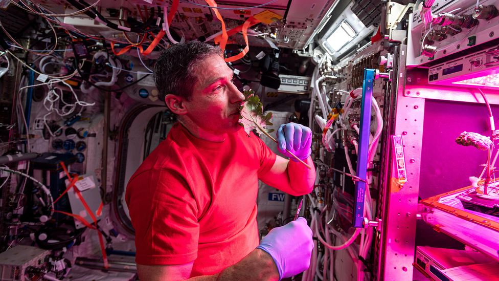 Nasa has been growing lettuce on the International Space Station in experiments it hopes will lead to fresh food for astronauts (Credit: Nasa/Alamy)