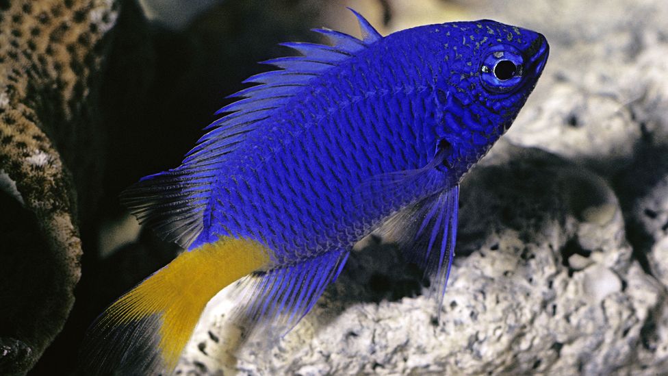 Studies have shown damselfish are more susceptible to being eaten when motorboat noise is present, as they don't hear predators (Credit: E R Degginger/Alamy)
