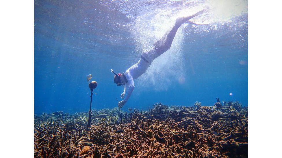 A researcher deploys a hydrophone on a coral reef in Sulawesi, Indonesia (Credit: Tim Lamont/University of Exeter)