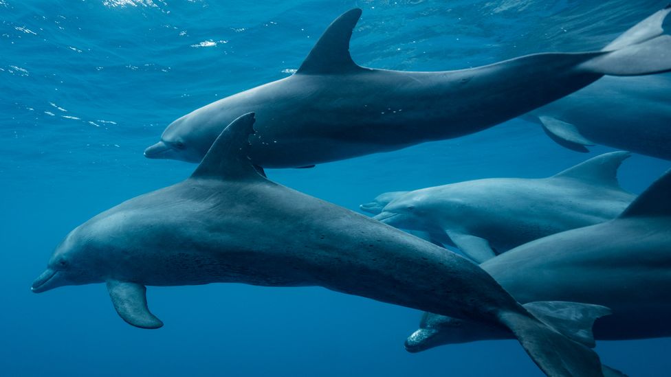 Bottlenose dolphins, who can make sounds detectable by other dolphins over 20km (12 miles) away, are affected by ocean noise pollution (Credit: A Rosenfeld/Getty)