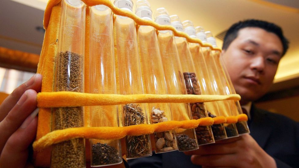 China has fired thousands of seeds into space on board spacecraft in the hope of developing new, better crops (Credit: China Photos/Getty Image)