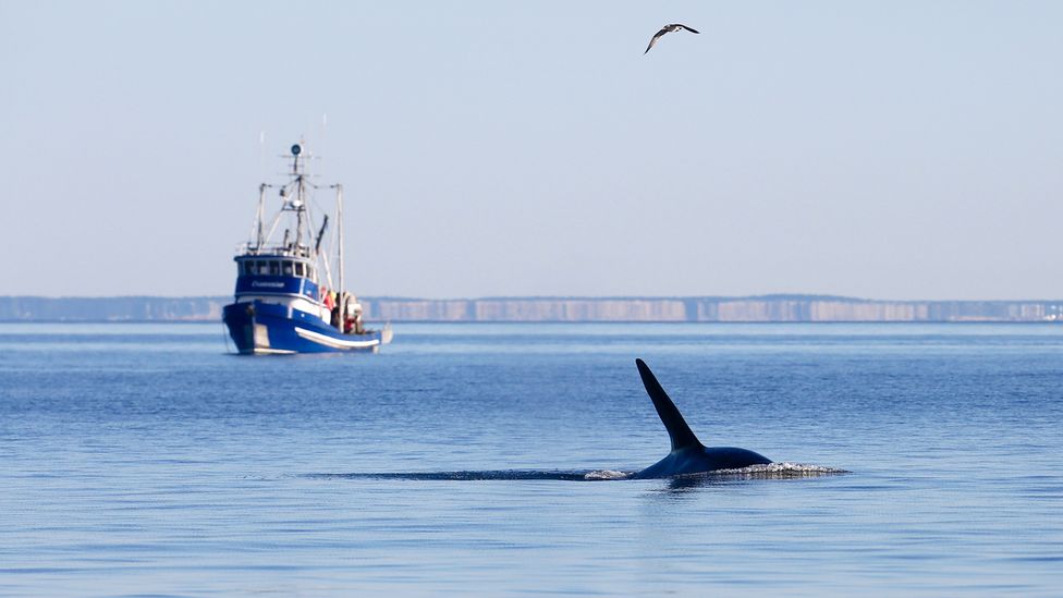 Southern resident killer whale off San Juan Island, Washington (Credit: M Malleson/Getty)