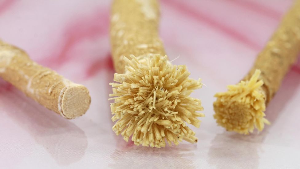 The miswak, from trees such as Salvadora persica, have been used for millennia to help keep teeth clean (Credit: Alamy)