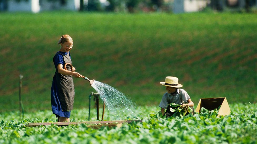 Amish children raised on traditional farms have a particularly low incidence of allergies (Credit: Jean-Louis Atlan/Sygma via Getty Images)