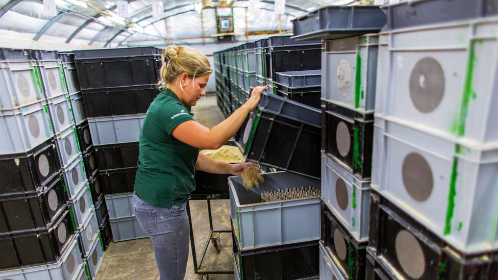 If insects are to replace beef and other meats, they will need to be intensively farmed like at this facility in the Netherlands (Credit: Ton Koene/Alamy)