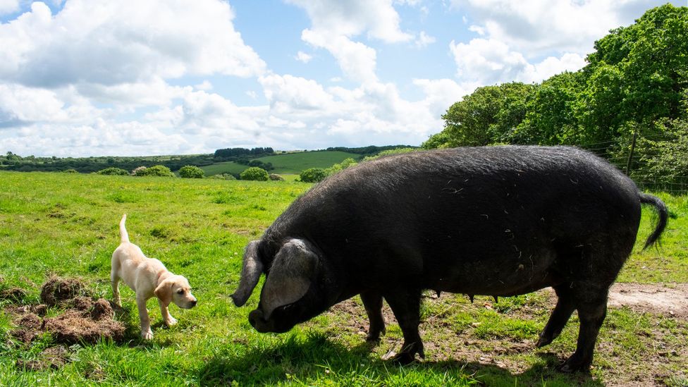"Pigs like Gloria are a vital part of a healthy ecosystem," said her owner Merlin Hanbury-Tenison (Credit: Amanda Ruggeri/BBC)