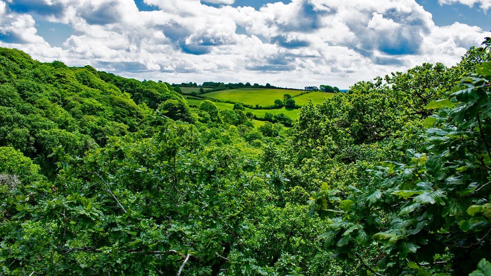 Researchers have established that Cabilla's woodland is 3,664 years old, give or take 29 years (Credit: Amanda Ruggeri/BBC)