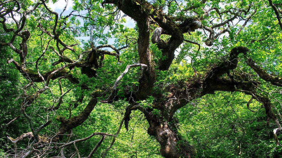 The trees around the mother tree are its literal relatives, offspring created from her acorns and nurtured by her nutrients (Credit: Amanda Ruggeri/BBC)