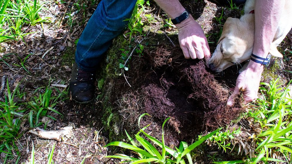 Fungal mycelium, the "wires" of the network connecting the trees, lies just under the soil like a fibrous mat covered in dirt (Credit: Amanda Ruggeri/BBC)