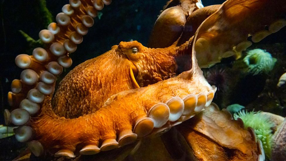 The mysterious inner life of the octopus - BBC Future