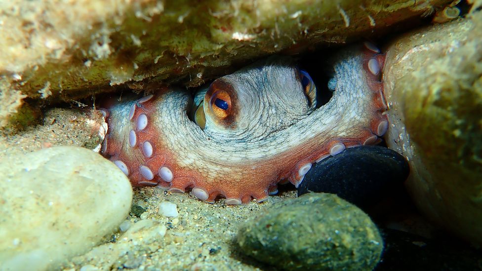 The octopus has a body plan and nervous system very unlike our own – yet we share the capacity to experience pain, and possibly other feelings (Credit: Getty Images)