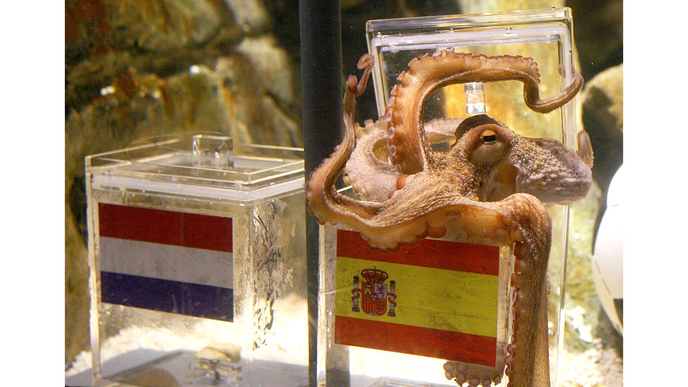 Octopuses are talented escape artists, known to unscrew jars from the inside and open the lids of their containers (Credit: Getty Images)