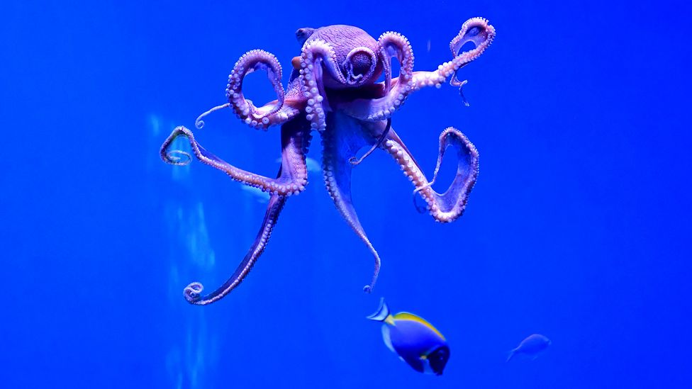 Understanding octopus sentience could help improve their welfare in captivity, and feed into debates on the ethics of farming them (Credit: Getty Images)