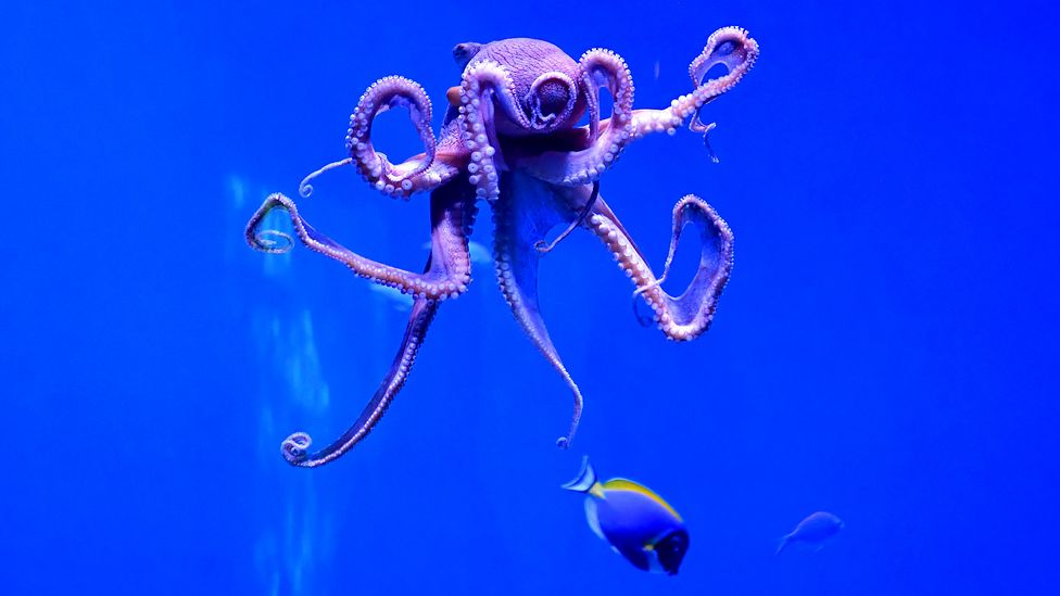 Осьминог краб. Octopus bbc. Как видит осьминог. Осьминог одеяло самец и самка.