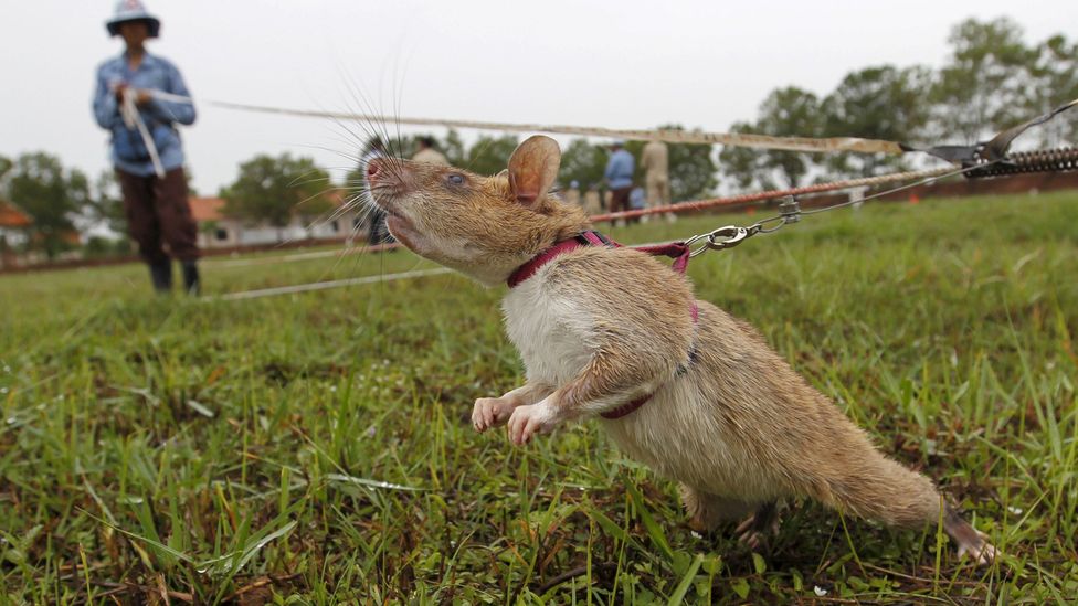 Gambian pouched rats – which incidentally, are often trained as expert landmine removers – are thought to be among the natural hosts of monkeypox (Credit: Alamy).