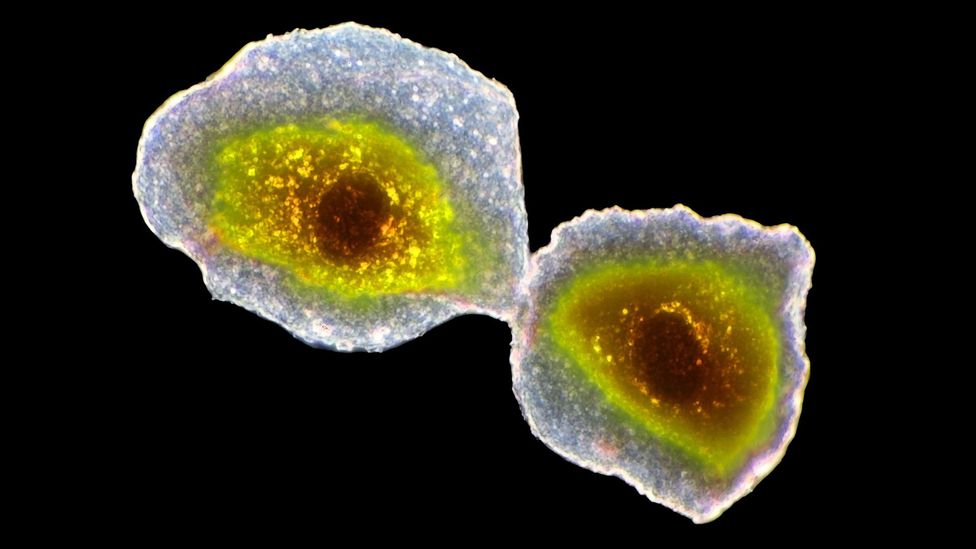 Our cells are beautiful and complex, so it is taking an enormous international scientific effort to decode the roles they perform (Credit: Alamy)