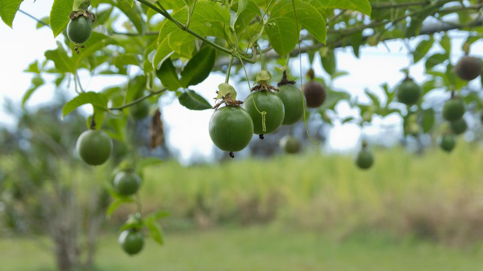 Though passionfruit is often thought of as definitively tropical, it will also grow in cool, wet climates such as the UK (Credit: Alamy)