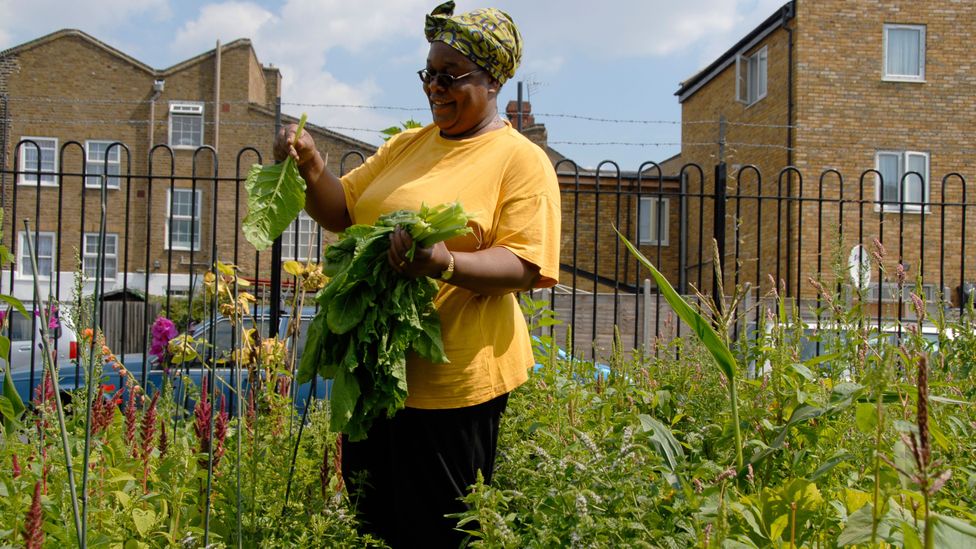 A woman picking callaloo and spinach in her allotment in Peckham, London (Credit: Alamy)