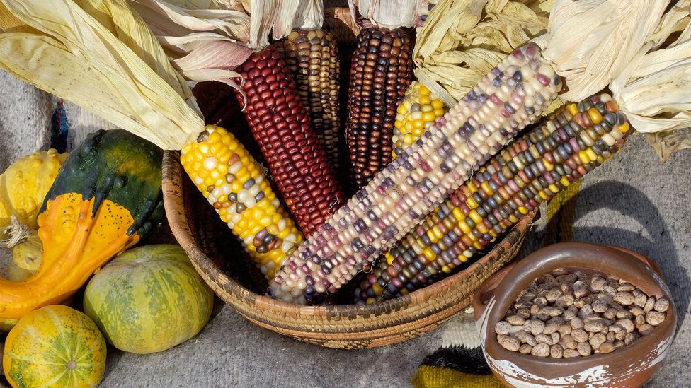 The "three sisters" – corn, squash and beans – are essential to the Huron-Wendat diet (Credit: North Wind Picture Archives/Alamy)